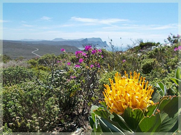 Pin cushion protea and Table Mountain in distance at Cape of Good Hope