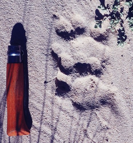 leopard footprint on trail