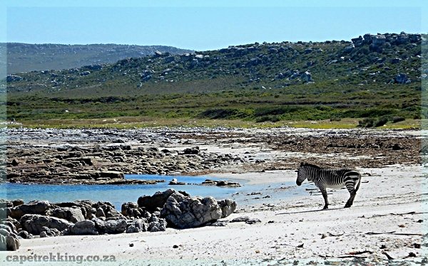 A lone Zebra stands on beach at Cape of Good Hope