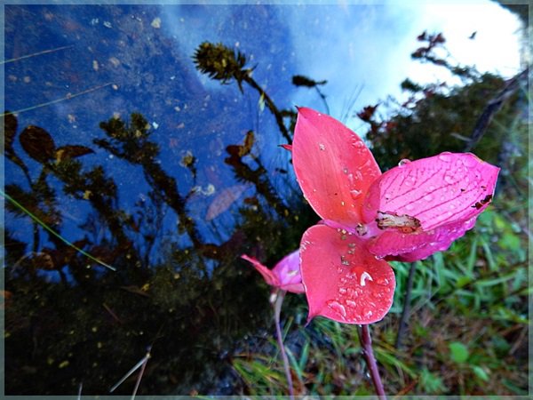 Red Disa, Table Mountain