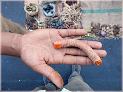 a hand shows a red carrot harvested wild for medicinal use