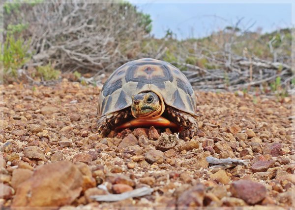 tortoise on the Cape of Good Hope overnight trail