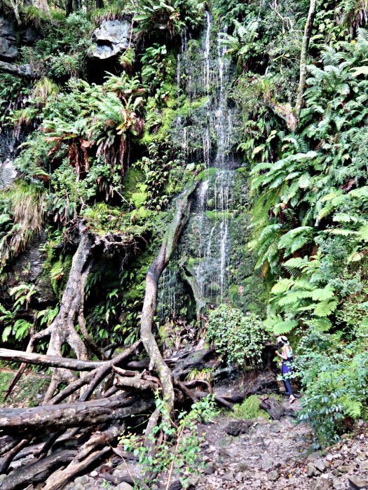 table mountain afromontane water fall forest