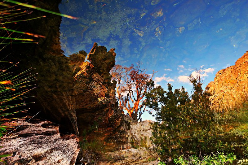 ceder tree reflected, cederberg