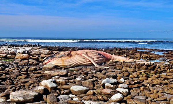 Beached dead whale at Cape of Good Hope Nature Reserve