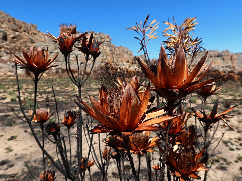 burnt protea Cederberg Wilderness area 2020