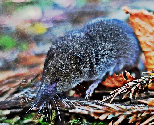 table mountain forest shrew