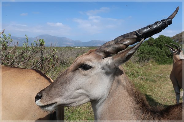 An Eland at the Gantouw Project, Cape Town