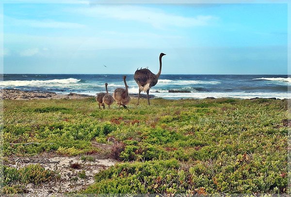ostrich and her young at Cape Point