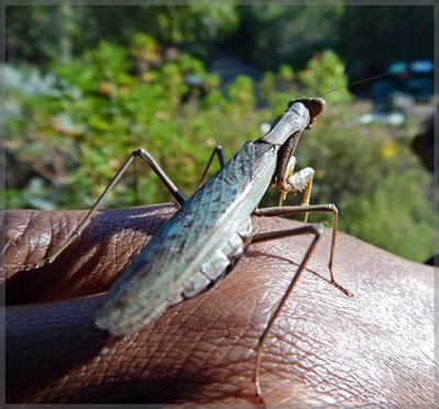 praying mantis on someone&#x27;s hand at Kirstenbosch