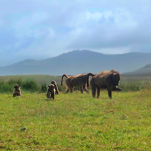 BABOONS IN CAPE TOWN