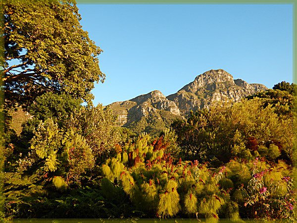 Table Mountain from Kirstenbosch
