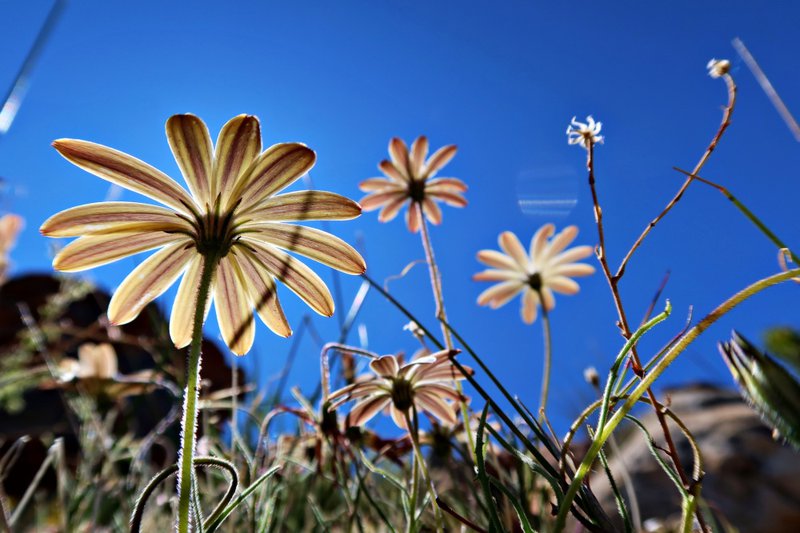 flowers near sandrif cederberg