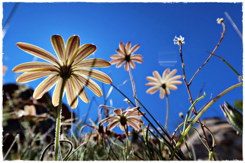 sky and spring flowers cederberg