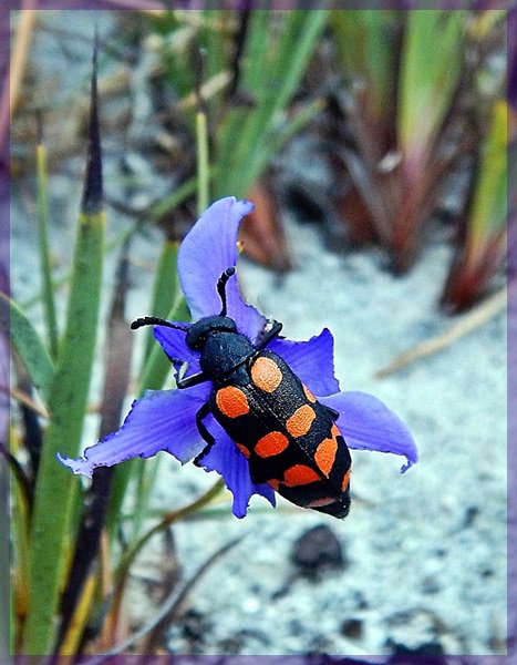 Blister beetle, or CMR beetle at Cape of Good Hope Nature Reserve