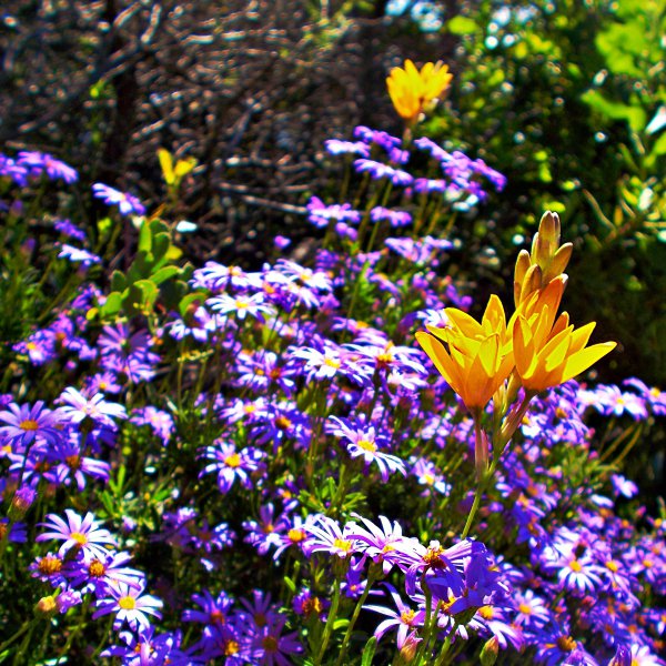 Cape_Fynbos.DSCN7056s.JPG