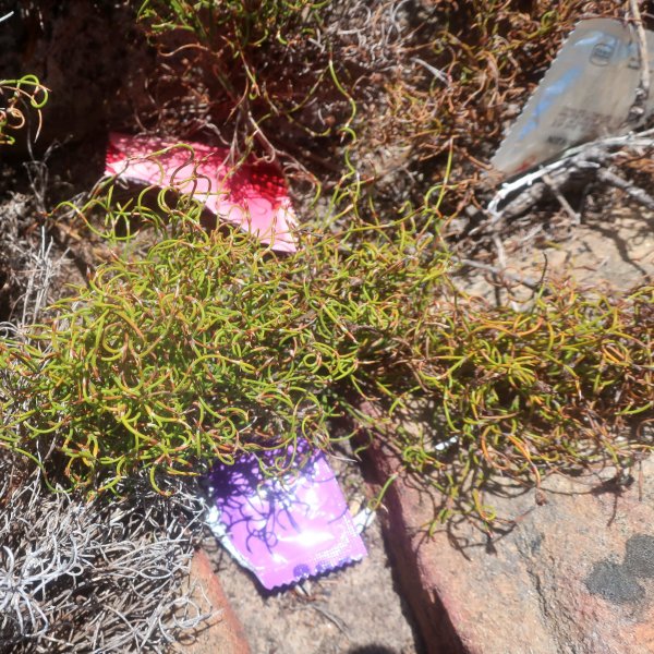 Condom litter at Cape of Good Hope Nature Reserve 2019