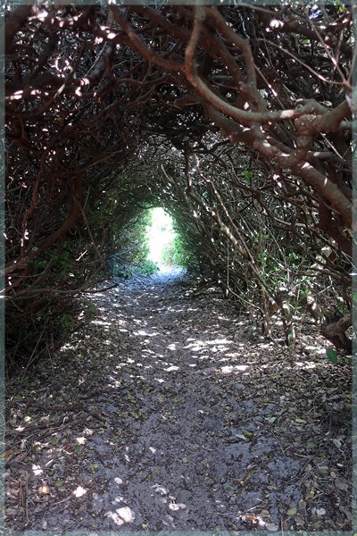 Thick bush on the Cape Point Overnight trail