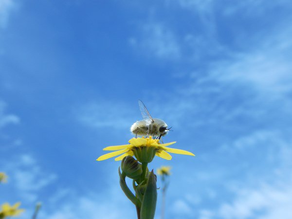 Wooley Bee Fly in Cape Mountains