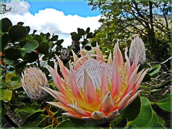 king protea