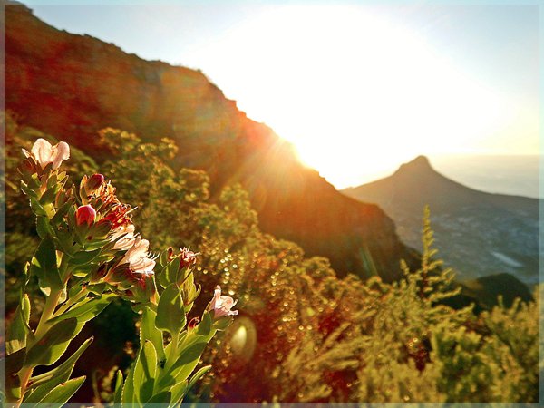 View from Devil&#x27;s Peak, with flowers and Lion&#x27;s Head