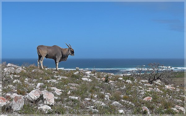 Eland at cape Point