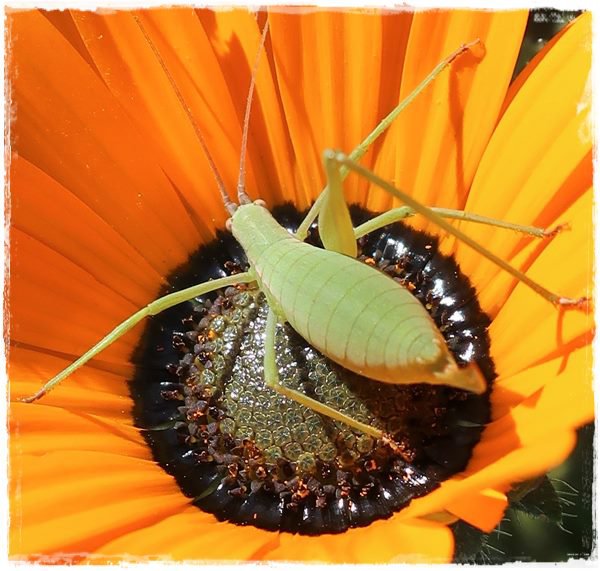 An insects inspects an orange flower
