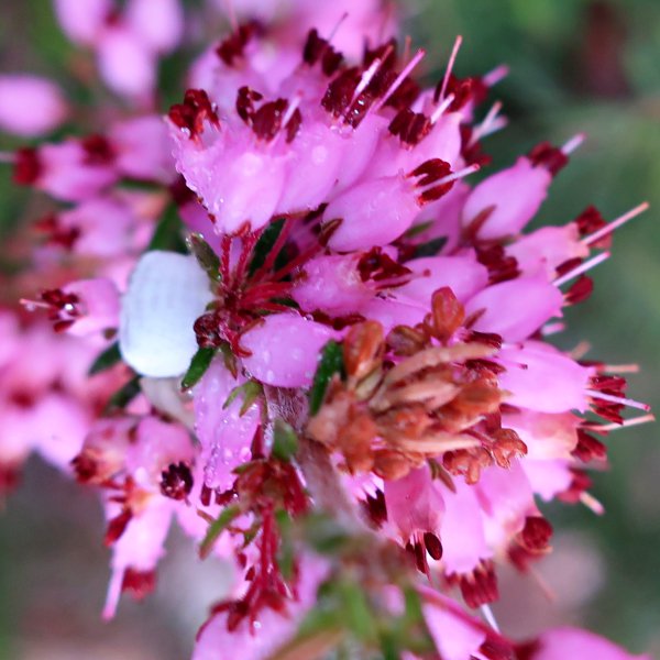 fynbos