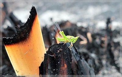 insect on burnt mountain