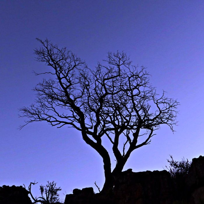 cedar tree cederberg wilderness area