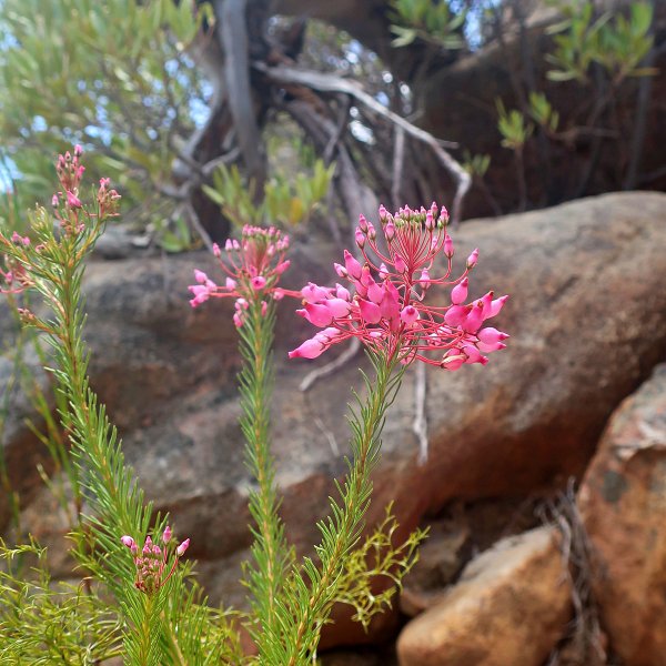 erica in cederberg while cape trekking