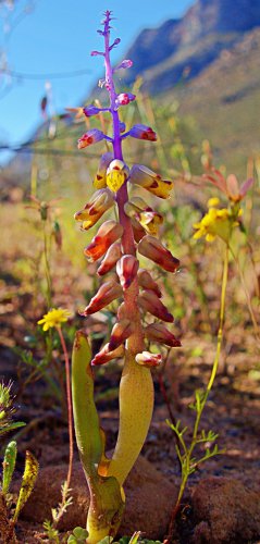 Lachenalia mutabilis