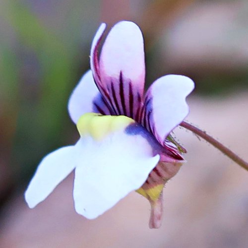 cederberg nemesia