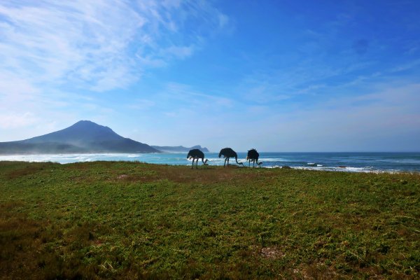 Ostriches near the Atlantic shorline Cape of Good Hope Reserve