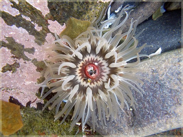 A sea anemone in Cape Town