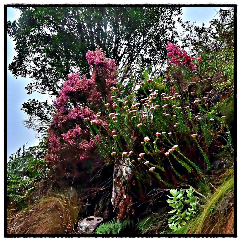 cape trekking in fynbos