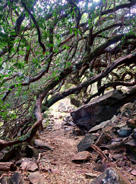 Sosyskloof trail Jonkershoek