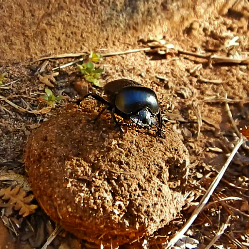 Table_Mountain_dung_beetle_33.png