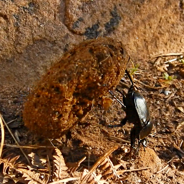 A dung beetle on a Table Mountain trail