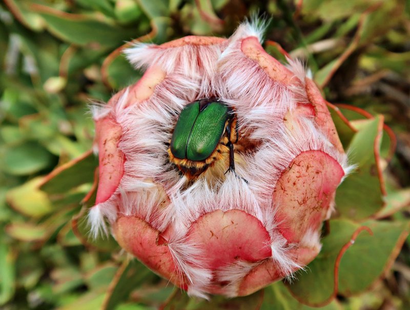 Cape Green Protea Beetle or Trichostetha fascicularis
