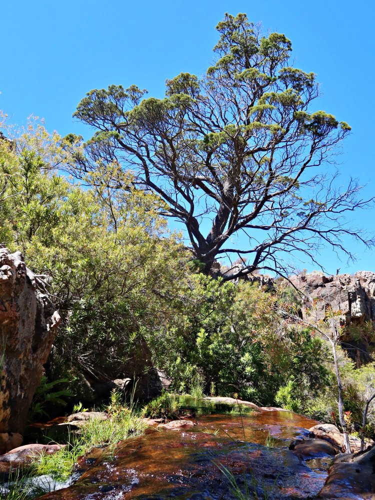 cedar tree cederberg