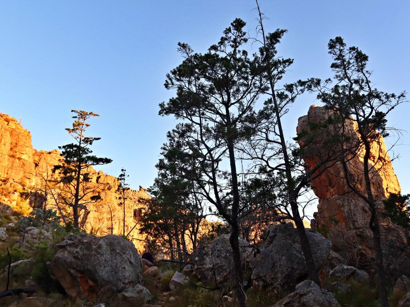 daggavliekop cederberg