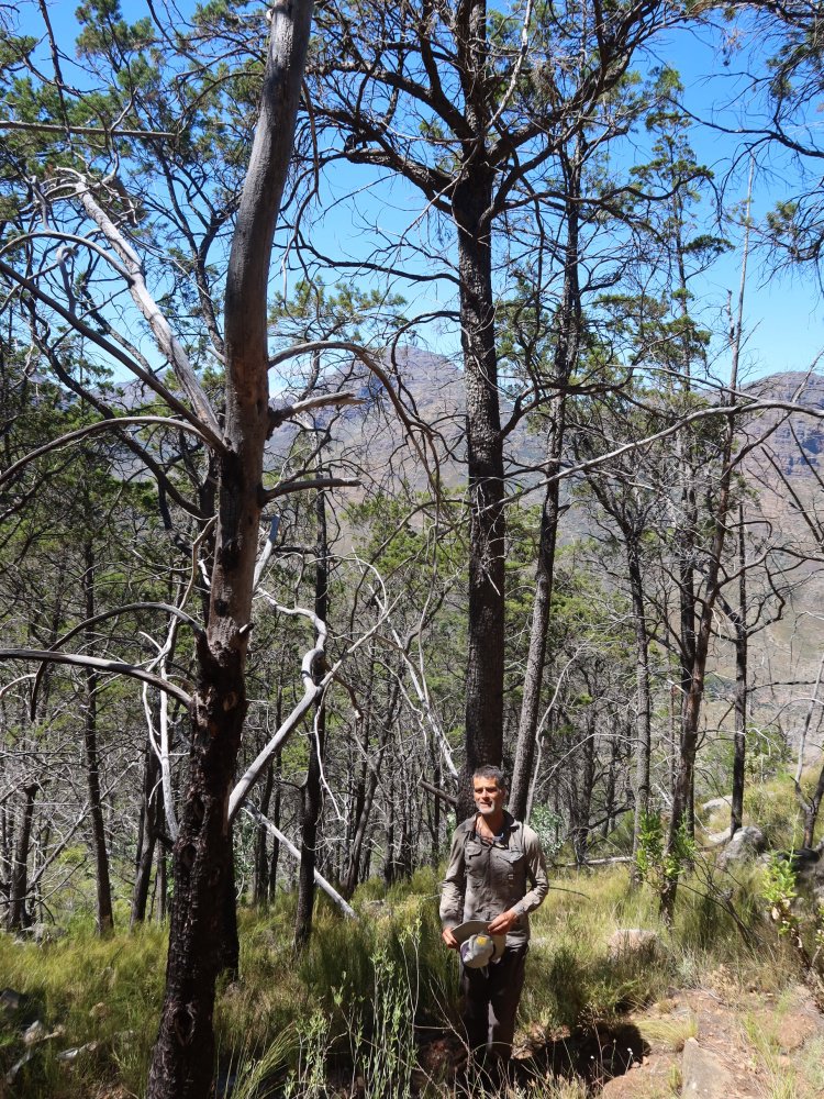 hiking through cedar trees, cederberg