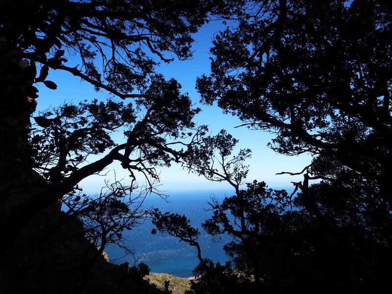 Cape Town Forest Therapy