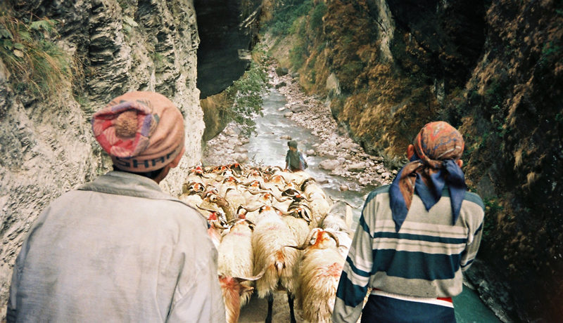 goat herders Annapurna circuit region in 2000