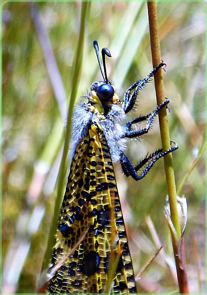 Ant Lion at Jonkershoek