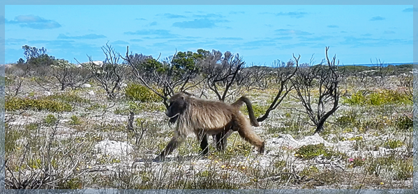 baboon stroller