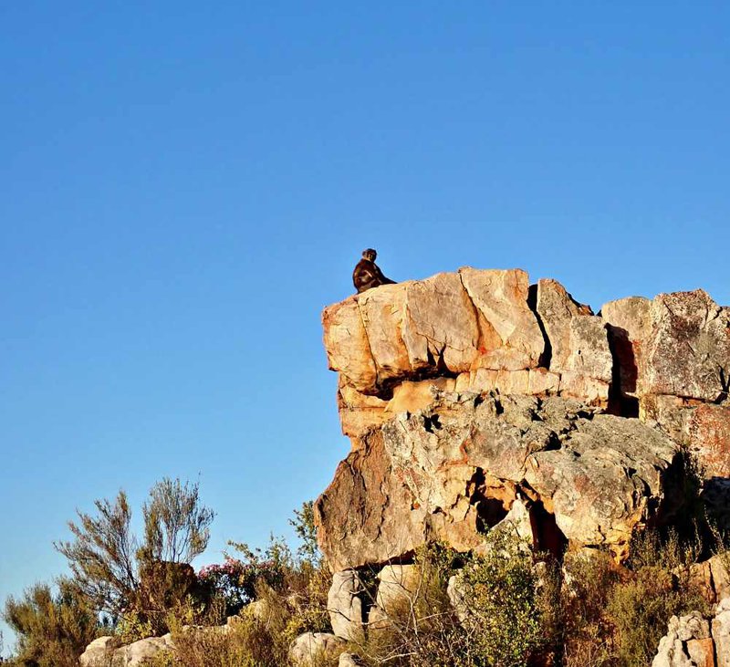 Truitjieskraal Cederberg chacma