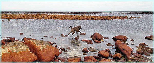 baboon in rockpool