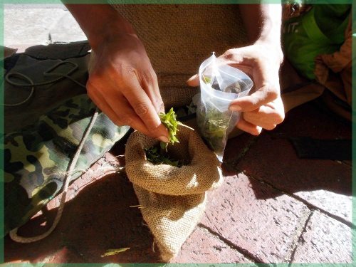 Bossiediktor herbalist handing out buchu